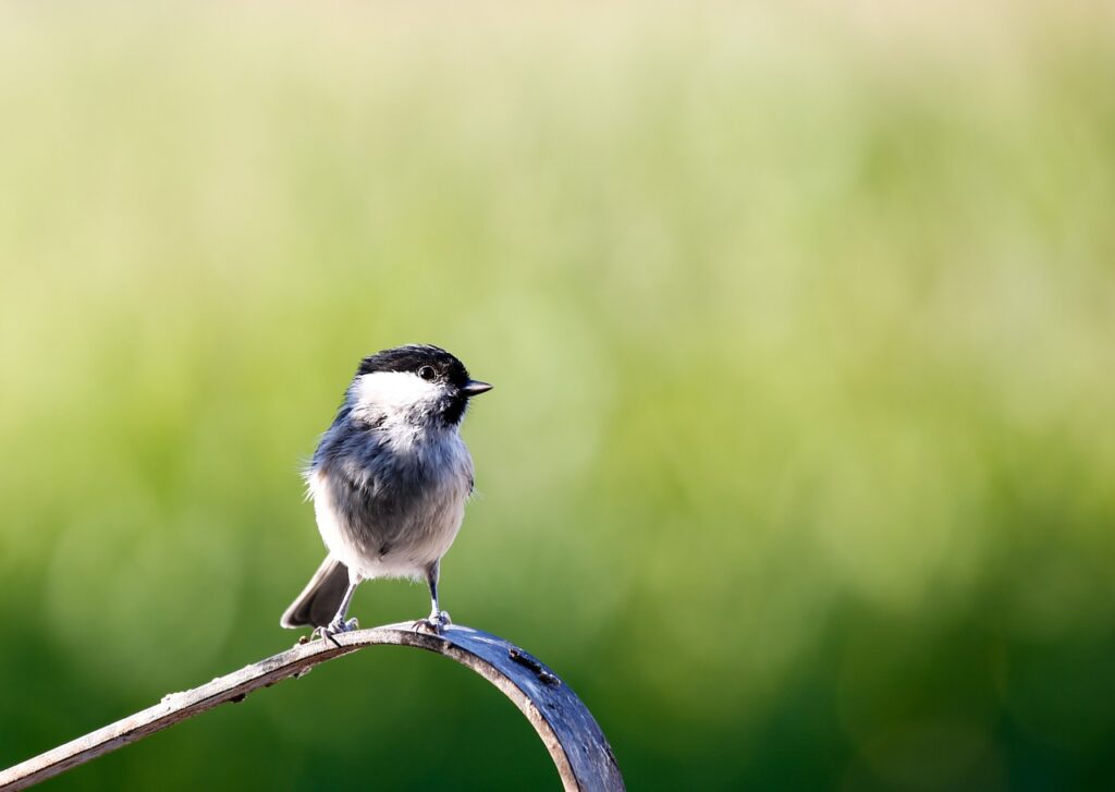 marsh tit, bird, tit-5481829.jpg