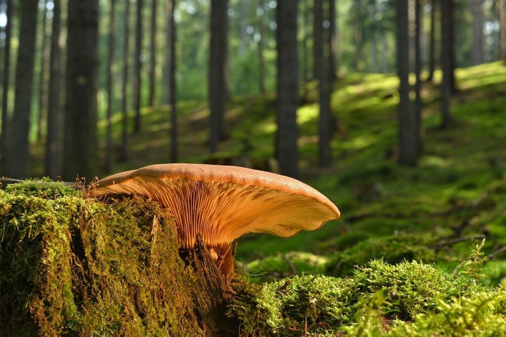 mushroom, tree stump, moss-8215265.jpg